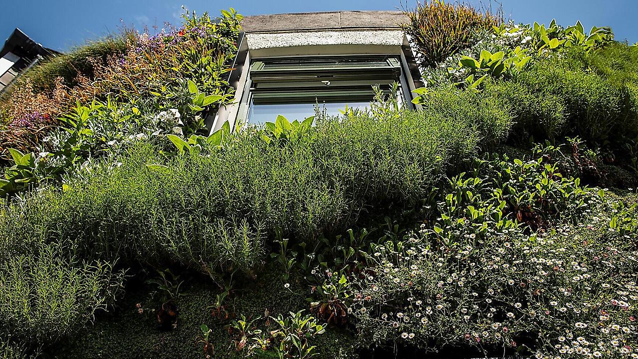 U of Plymouth green wall